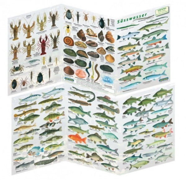 Fischfaltblatt Süsswasser Fischbestimmungskarte