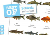 Dive Sticker Schweiz