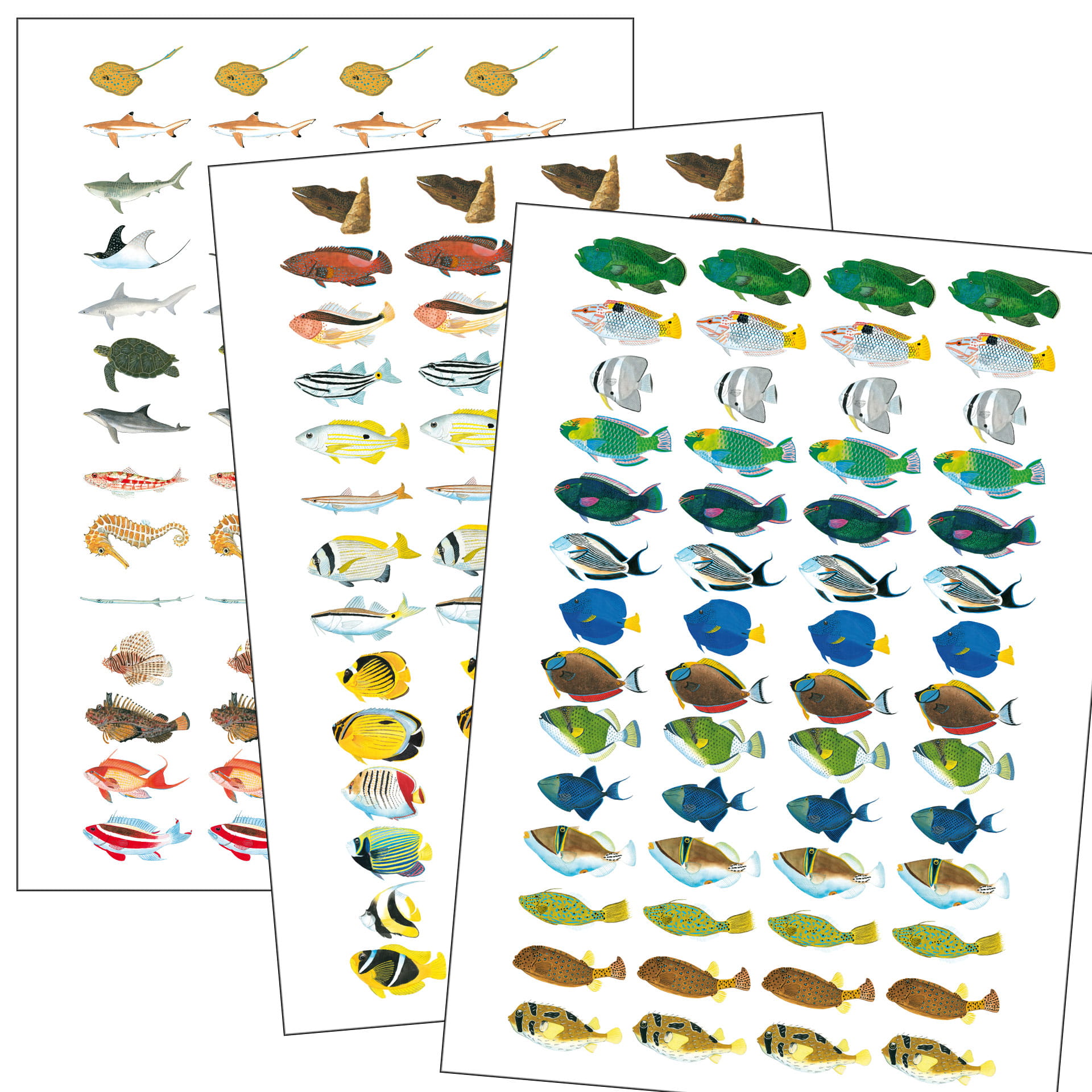 Fischfaltblatt Mittelmeer Fischbestimmungskarte Faltblatt zur Fischbestimmung 