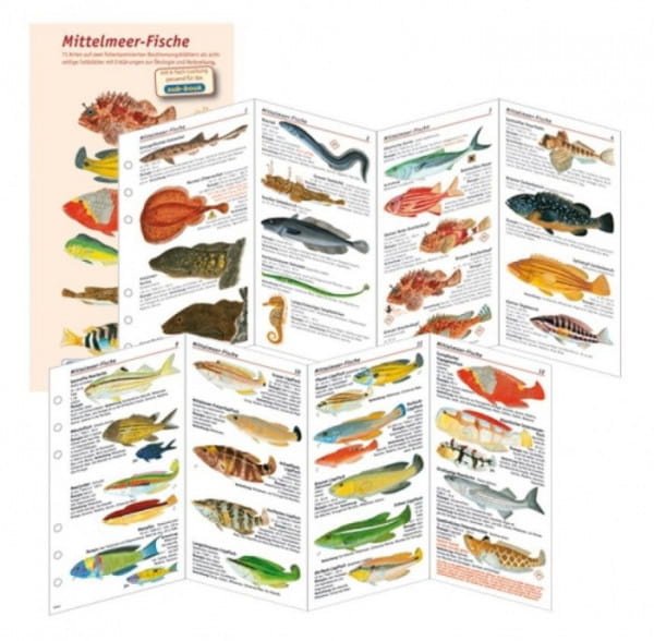 Fischfaltblatt Mittelmeer Fischbestimmungskarte