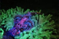 Das Fluoro-Licht aktiviert Unterwasserlebewesen und du kannst sie in einem vollkommen anderen Licht sehen.